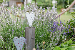 Wooden Heart As A Decoration In Front Of Lavender