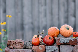 Pumpkins On Bricks