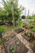 Vegetable Garden With Raised Beds, Apple Tree And Greenhouse