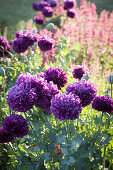 Violet peony-flowered poppy (Papaver paeoniflorum) in the garden