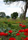 Blick vom Bauerngarten mit Mohnblumen auf Tisch in der Wiese