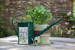Metal watering can with floral motif, potted herbs and ribbon