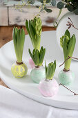 Spring arrangement of hyacinths with waxed bulbs