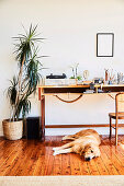 Schreibtisch und Zimmerpflanze im Arbeitszimmer, Hund liegt auf Dielenboden