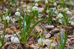 Spring snowflakes in deciduous woodland