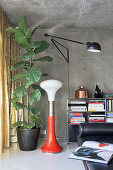 Retro lamp and fiddle leaf fig in living room with concrete wall
