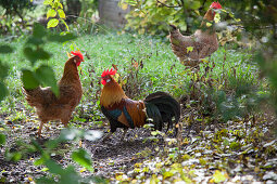 Hens and cockerel in garden