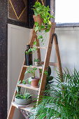 Various plants on stepladders in conservatory