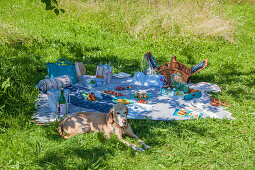 Dog lying next to hand-sewn accessories and snacks on picnic blanket
