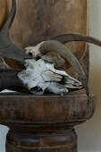 Animal skull with antlers and wooden trough as a rustic decoration