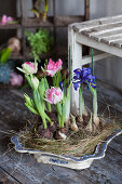 Tulpen und Netzblatt-Schwertlilie in einem Nest in einer alten Schüssel