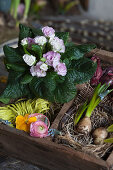 Primula rosea and decorative materials in wooden crate