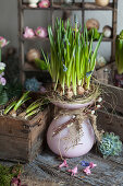 Grape hyacinths with bulbs in nest on top of vase