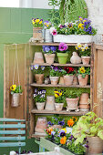 Violas in terracotta pots arranged on shelves of small wooden cabinet