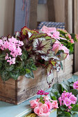 Various plants with deep pink and pale pink flowers in old wooden crate