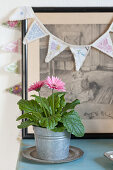 Pink gerbera daisy in metal bucket in front of drawing and bunting