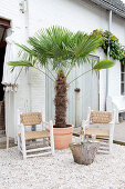 Palme und zwei Kolonialstühle im Innenhof mit Kiesboden