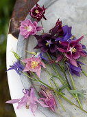 Various columbines in pink, violet, and lilac