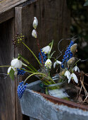Grape hyacinths, spring cups, and snowdrops in test tubes
