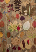 Colourful autumn leaves on a wooden background
