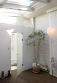 Olive tree in front of the glass door to the bathroom with skylight