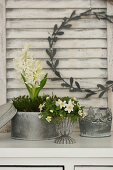Hyacinths and wood anemones in tin containers