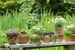Succulents, ox-eye daisies and asparagus fern in pots on garden table