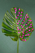 Swiss cheese plant leaf decorated with round pink stickers
