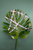 Swiss cheese plant leaf decorated with pink washi tape