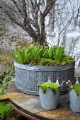 Early spring arrangement of hyacinths planted in zinc containers