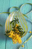 Flowering mimosa on glass dish