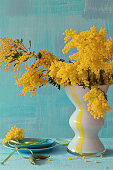 Bouquet of flowering mimosa branches