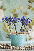 Gesteck aus blauen Schmucklilien