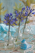 Blaue Schmucklilien in kleinen Glasflaschen