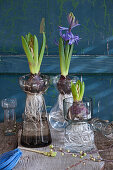 Hyacinths with bulbs and roots in bulb vases