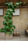 Climbing cucumber plant in rustic conservatory