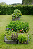 Herbs and flowering plants in metal baskets used as planters in garden
