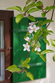 Apple blossom in front of window shutter