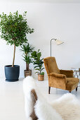 Houseplants and seating in living room