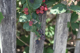 Blackberry with red and black fruits