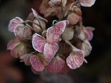Hoarfrost on faded hydrangea flowers