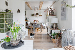 Cat in open-plan interior in modern country-house style