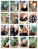 Instructions for planting containers with bulbs, hellebore, Japanese andromeda and skimmia