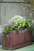 Rusty metal box planted with forget-me-nots, alyssum and thrift