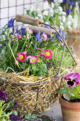 Spring arrangement of bellis, thrift and grape hyacinths and straw in basket next to viola in terracotta pot