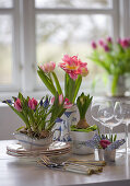 Tulips and grape hyacinths planted in sauce boats and pots decorating table