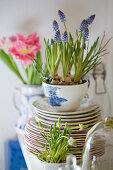 Frühling in der Küche mit Traubenhyazinthen in Tassen gepflanzt