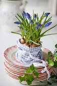 Grape hyacinths planted in small fabric bag with lace ribbon