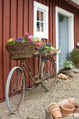 Old bicycle with spring flowers in basket and on luggage rack leaning against exterior wall