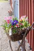Old bicycle with spring flowers in basket